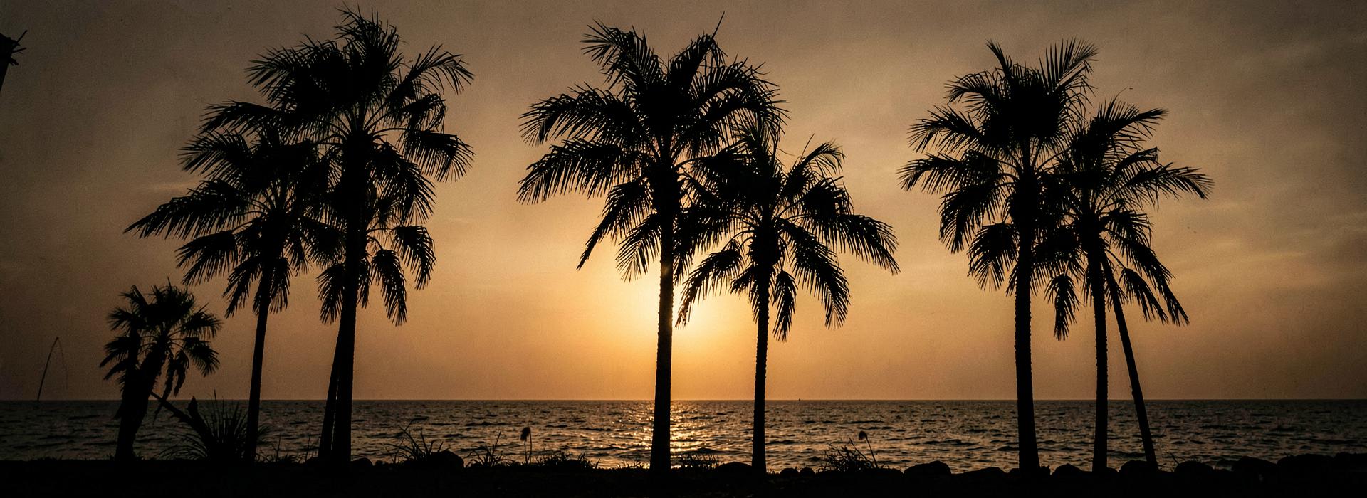 Palm trees against an ocean sunset